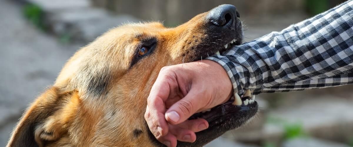 Dog bite